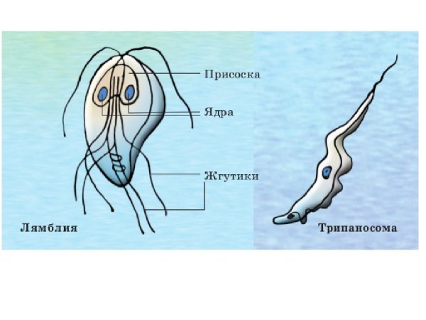 Лямблия строение рисунок