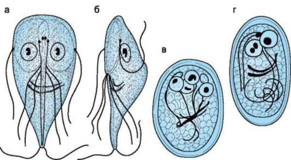Циста и трофозоит лямблии