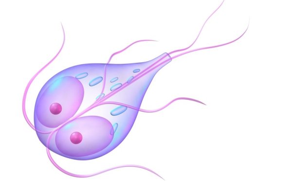 Лямблия жгутиковые