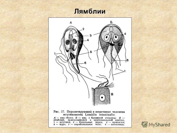 Лямблия кишечная строение