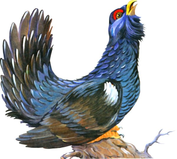 Тетерев мультяшный