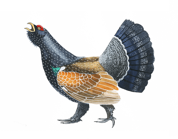 Чернобрюхий Глухарь