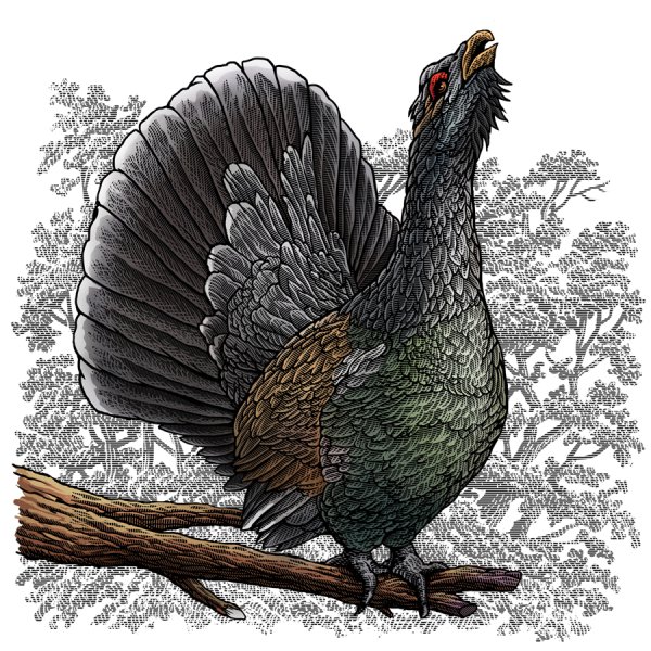 Глухарь птица арт