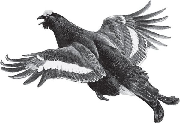 Тетерев силуэт