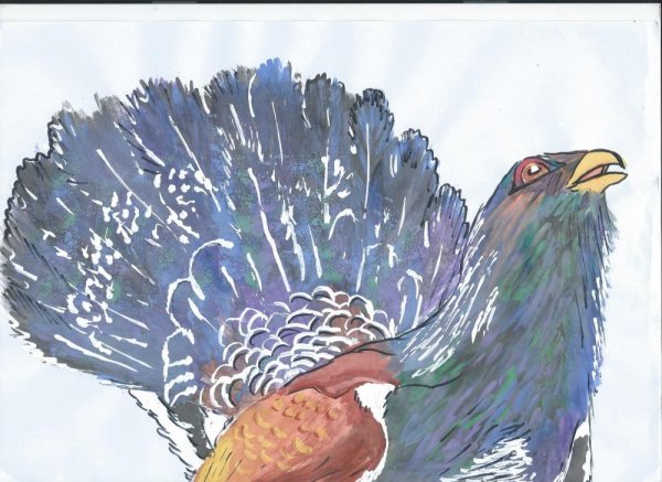 Глухарь птица рисунок