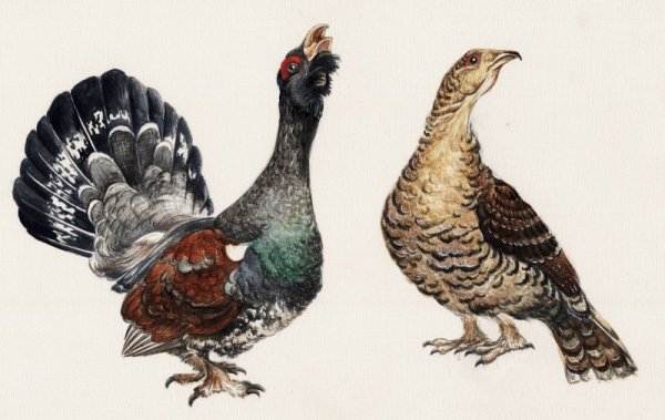 Глухарь иллюстрация