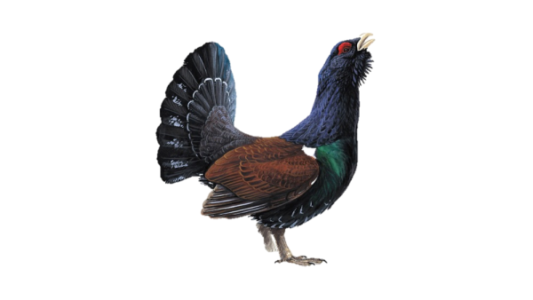 Глухарь на белом фоне