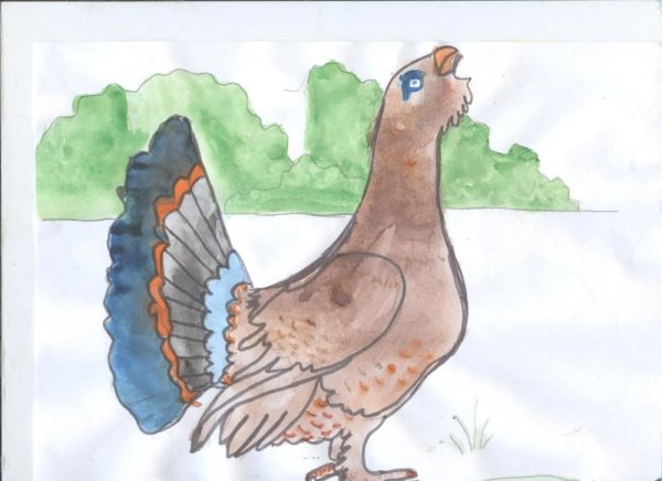 Глухарь рисунок карандашом