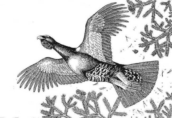 Глухарь акварель