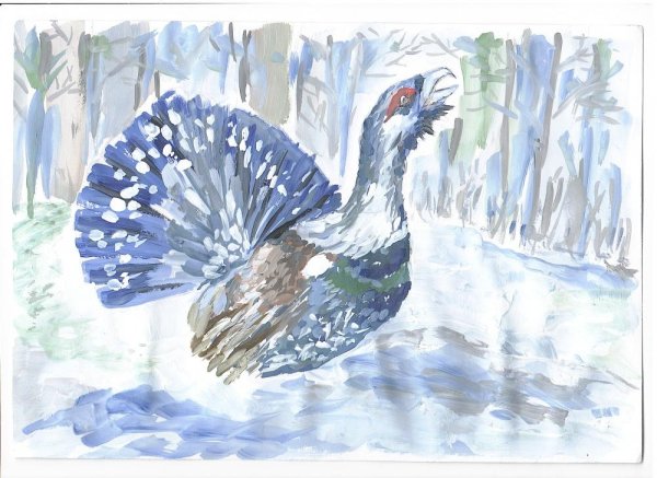 Тетерев иллюстрация