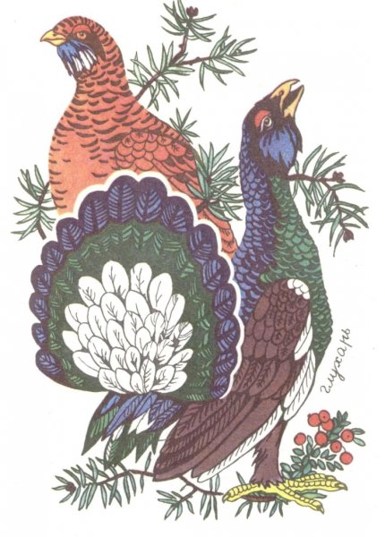 Глухарь (Tetrao urogallus)
