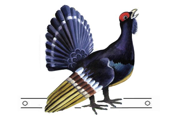 Рябинин Глухарь