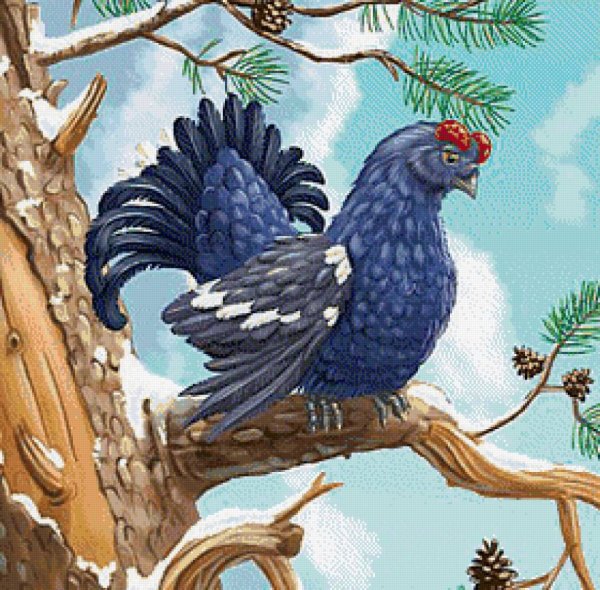 Тетерев Косач рисунок