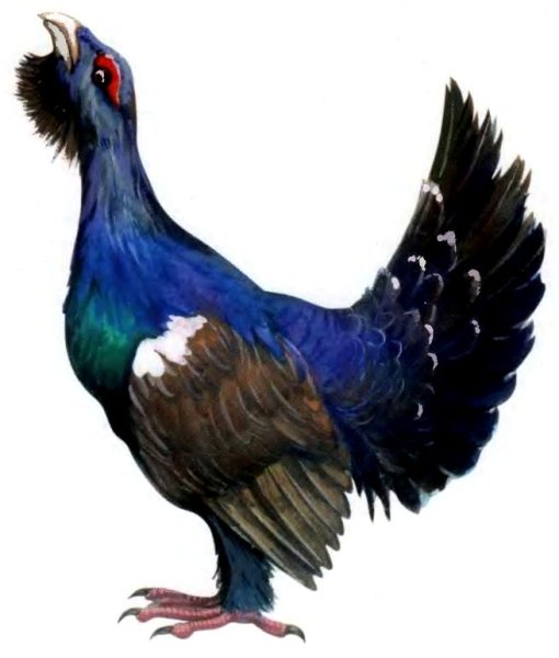 Пиликин картина Глухарь