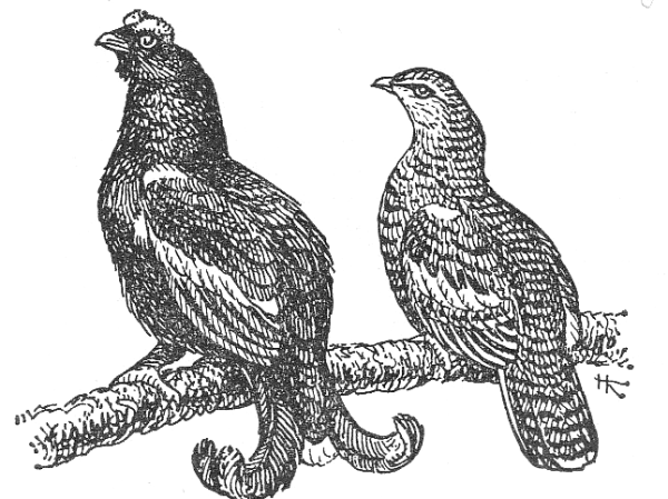 Глухари художница Данчурова Татьяна