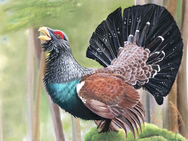 Соколов-Микитов Глухарь иллюстрации