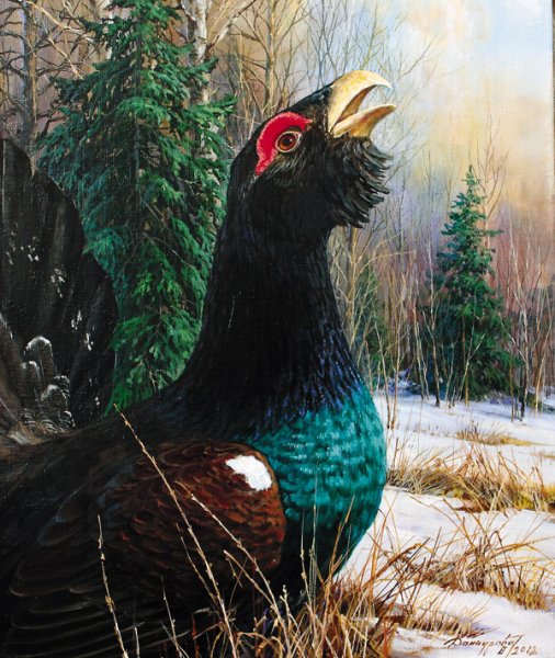 Этюд глухаря тетерева акварелью