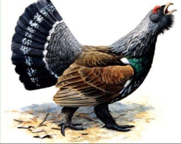 Зимующие птицы Глухарь раскраска