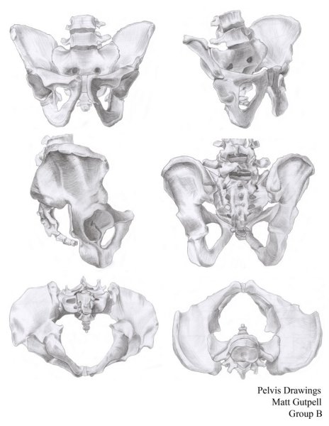 Пластическая анатомия тазовые кости