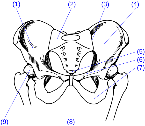 Тазовая кость схема