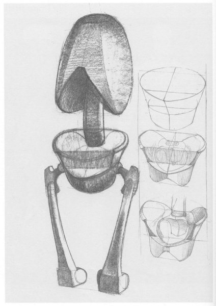 Готфрид Баммес анатомия