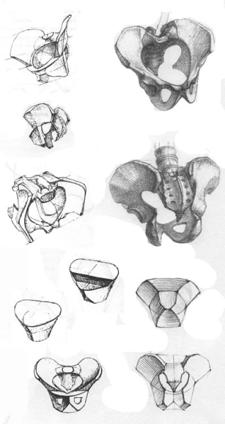 Кости таза Баммес