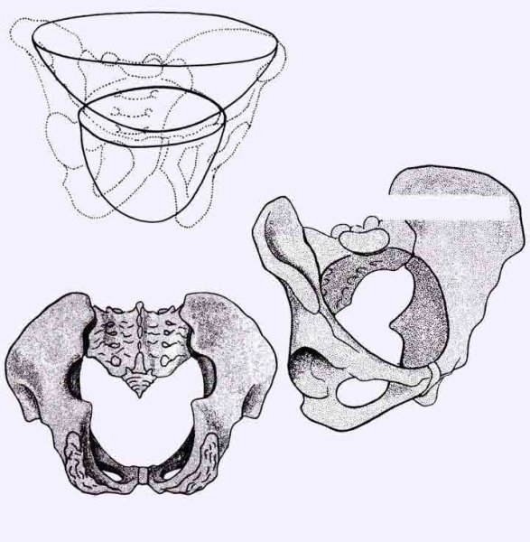 Pelvis анатомия
