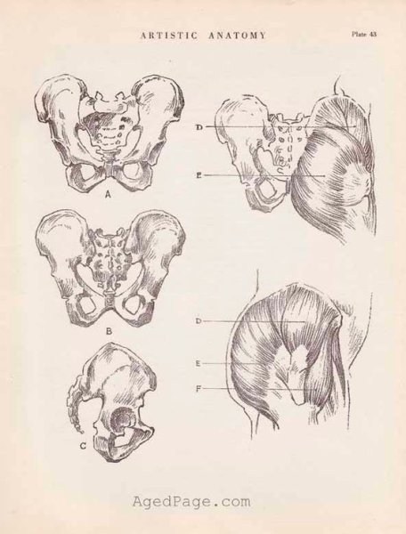 Тазовая кость и мышцы рисунок