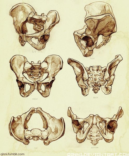 Кости таза Баммес