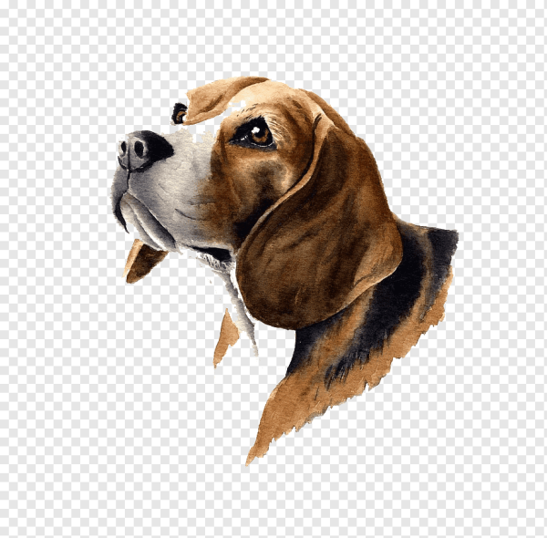 Бигль собака картины