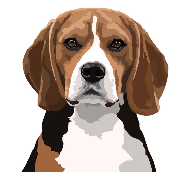 Собака Бигль арт