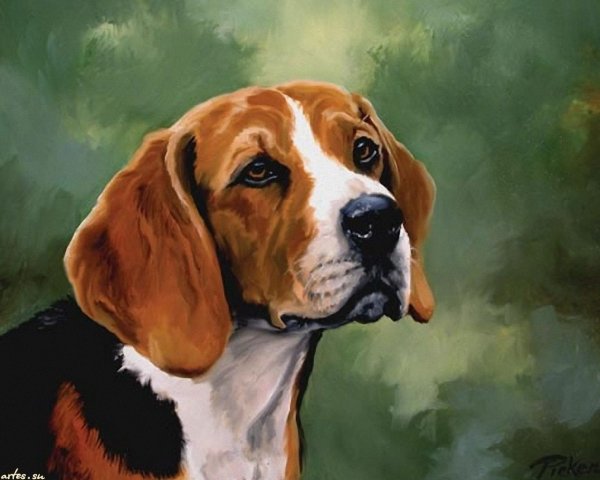 Бигль собака картины
