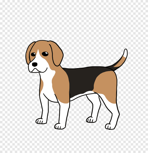 Порода собак Бигль рисунок