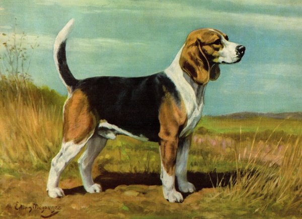 Собака порода Бигль Пойнтер