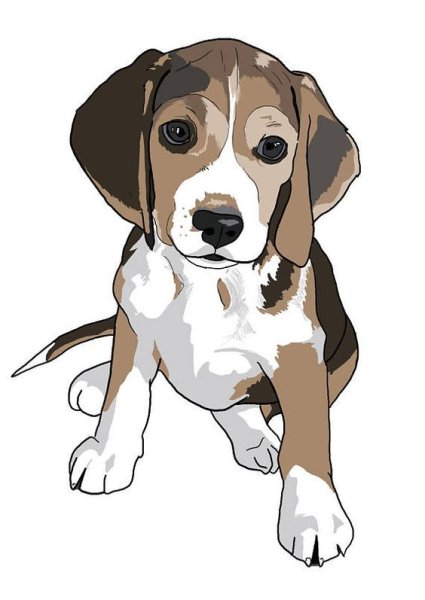 Порода собак Бигль рисунок