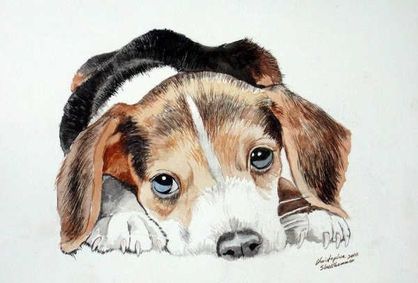 Щенок бигля рисунок