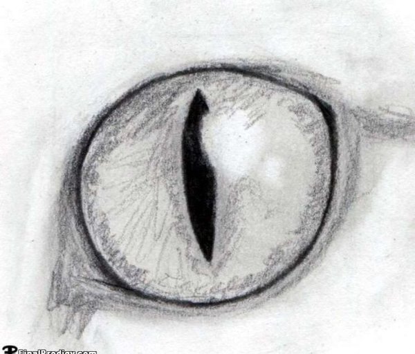 Кошачий глаз для срисовки