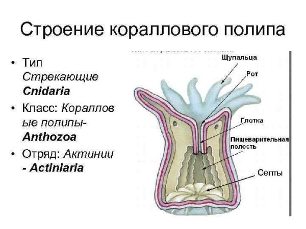 Продольный разрез кораллового полипа