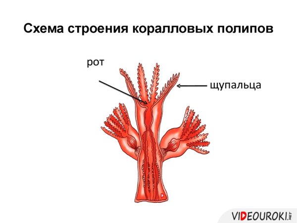 Строение коралловых полипов схема