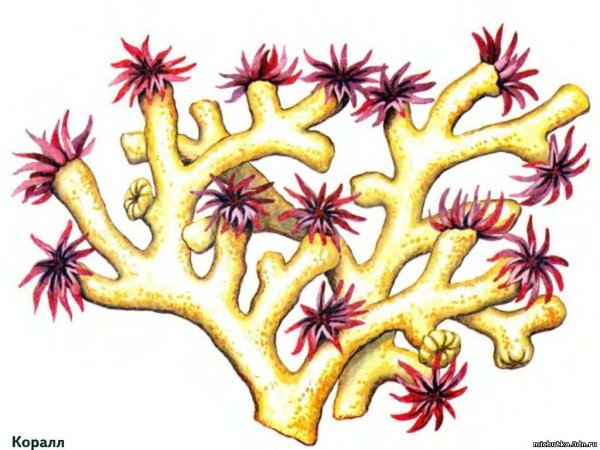Кораллы для дошкольников