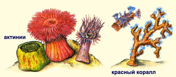 Коралловые полипы актиния рисунок
