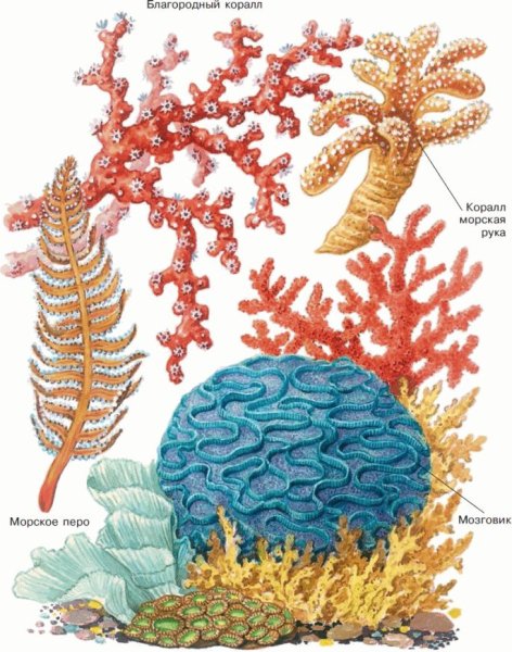 Кишечнополостные кораллы строение