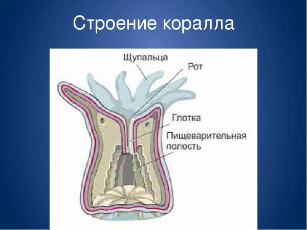 Коралловые полипы актинии строение