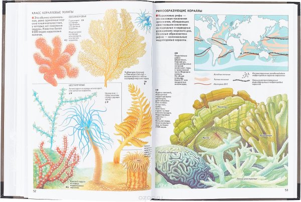 Коралловые полипы актиния рисунок