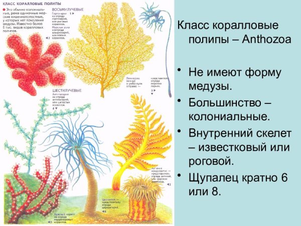 Коралловые полипы актинии строение