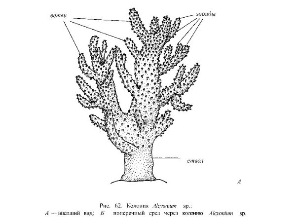 Строение коралловых полипов схема