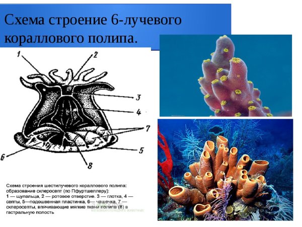 Коралловые полипы