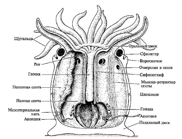Строение коралловых полипов схема