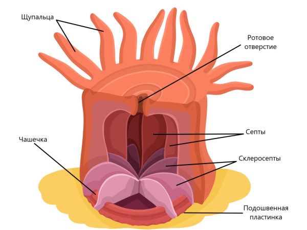 Коралл из полипов