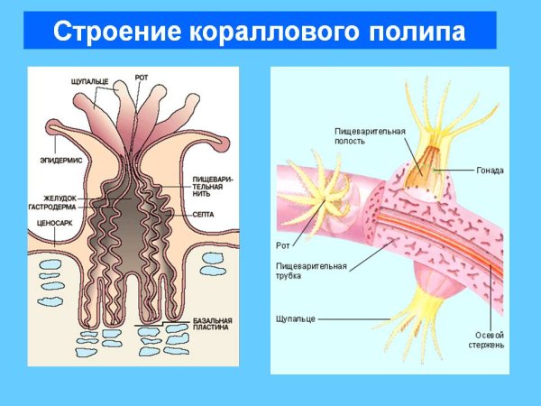 Коралловые полипы схема